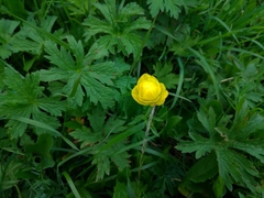 Trollius europaeus