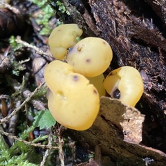 Leotia lubrica