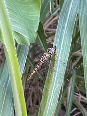 Pantala hymenaea