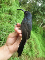Dreptes thomensis