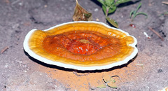 Ganoderma sessile