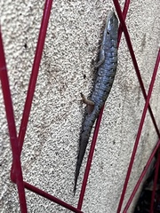 Elgaria multicarinata