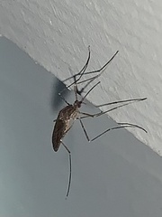 Aedes vexans