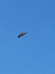 Heliconius charithonia vazquezae