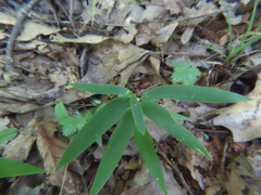 Dichanthelium commutatum