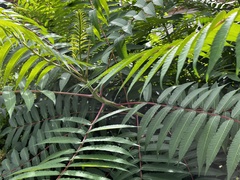 Rhus glabra