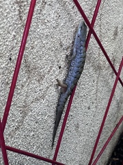 Elgaria multicarinata