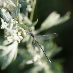 Lestes