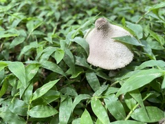 Leucocoprinus cepistipes