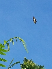 Heliconius charithonia vazquezae