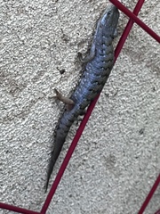 Elgaria multicarinata