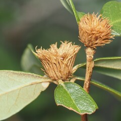 Andricus quercusfoliatus