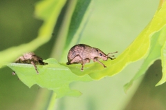 Pseudocneorhinus bifasciatus