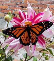 Danaus plexippus plexippus