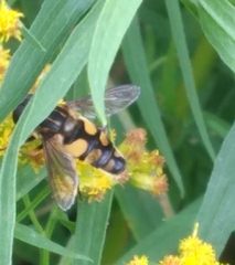 Helophilus obscurus
