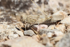 Sphingonotus caerulans
