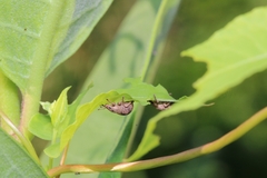 Pseudocneorhinus bifasciatus