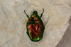 Protaetia speciosissima
