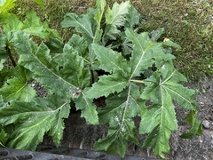 Heracleum mantegazzianum