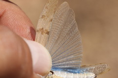 Sphingonotus caerulans