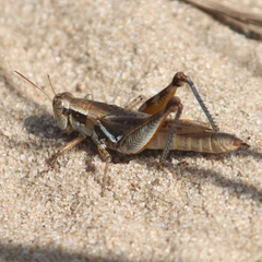 Melanoplus keeleri