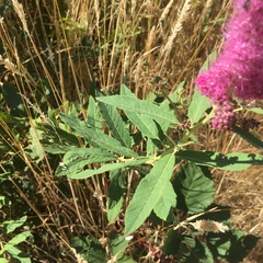 Spiraea douglasii