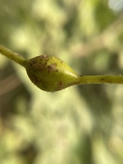 Neolasioptera vitinea