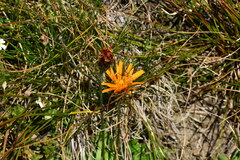Crepis aurea