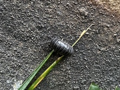 Armadillidium