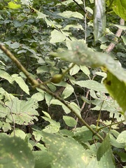 Neolasioptera vitinea