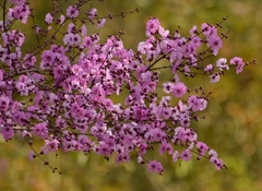 Physocalymma scaberrimum