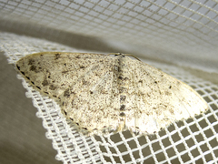 Scopula marginepunctata