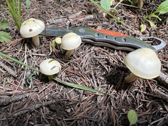 Hygrophorus