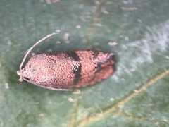 Cydia latiferreana