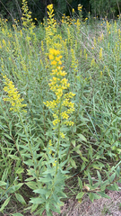 Solidago speciosa