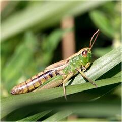 Pseudochorthippus parallelus