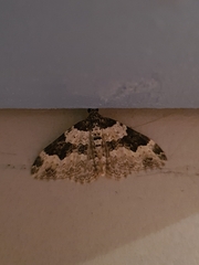 Xanthorhoe fluctuata