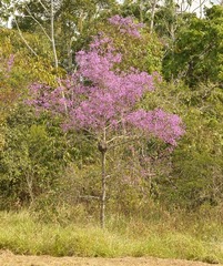 Physocalymma scaberrimum