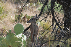 Odocoileus virginianus carminis