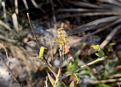 Celithemis ornata