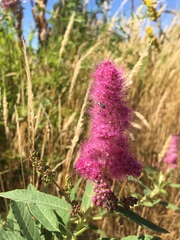 Spiraea douglasii