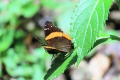 Vanessa dimorphica dimorphica