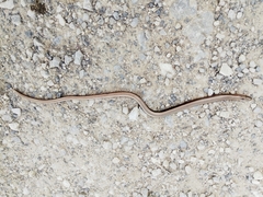 Anguis fragilis