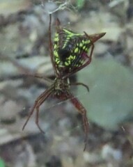 Micrathena sagittata