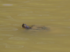 Trachemys scripta scripta