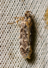 Chionodes mediofuscella