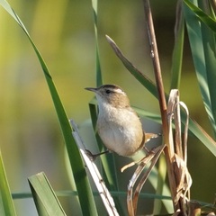 Cistothorus palustris