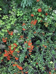 Pyracantha