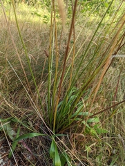 Scirpus microcarpus
