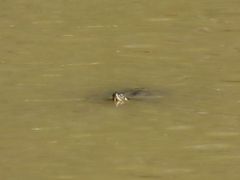 Trachemys scripta scripta